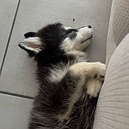 Togo participe au concours pour gagner de l'argent avec cette photo : animal, black_and_white, canine, couch, cozy, cute, dog, domestic, floor, fur, house, indoors, paw, pet, puppy, relaxed, resting, side_view, sleeping, tile
