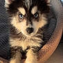 Togo participe au concours pour gagner de l'argent avec cette photo : adorable, animal, blue_eyes, canine, closeup, companion, cozy, curious, cute, dog, fluffy, fur, indoors, pet, pet_bed, portrait, puppy, relaxed, soft, young