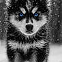 Togo participe au concours pour gagner de l'argent avec cette photo : animal, black_and_white, blue_eyes, close_up, cold, cute, dog, frozen, fur, husky, mammal, nature, outdoor, pet, portrait, puppy, snow, snowflakes, winter, young