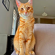 Marley a rejoint le concours — aidez-le/la à gagner de superbes lots ! animal, cat, couch, cute, domestic, ears, eyes, feline, fur, furniture, house, indoor, light, orange_tabby, pet, portrait, radiator, sitting, whiskers, window