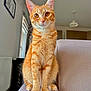animal, cat, couch, cute, domestic, ears, eyes, feline, fur, furniture, house, indoor, light, orange_tabby, pet, portrait, radiator, sitting, whiskers, window