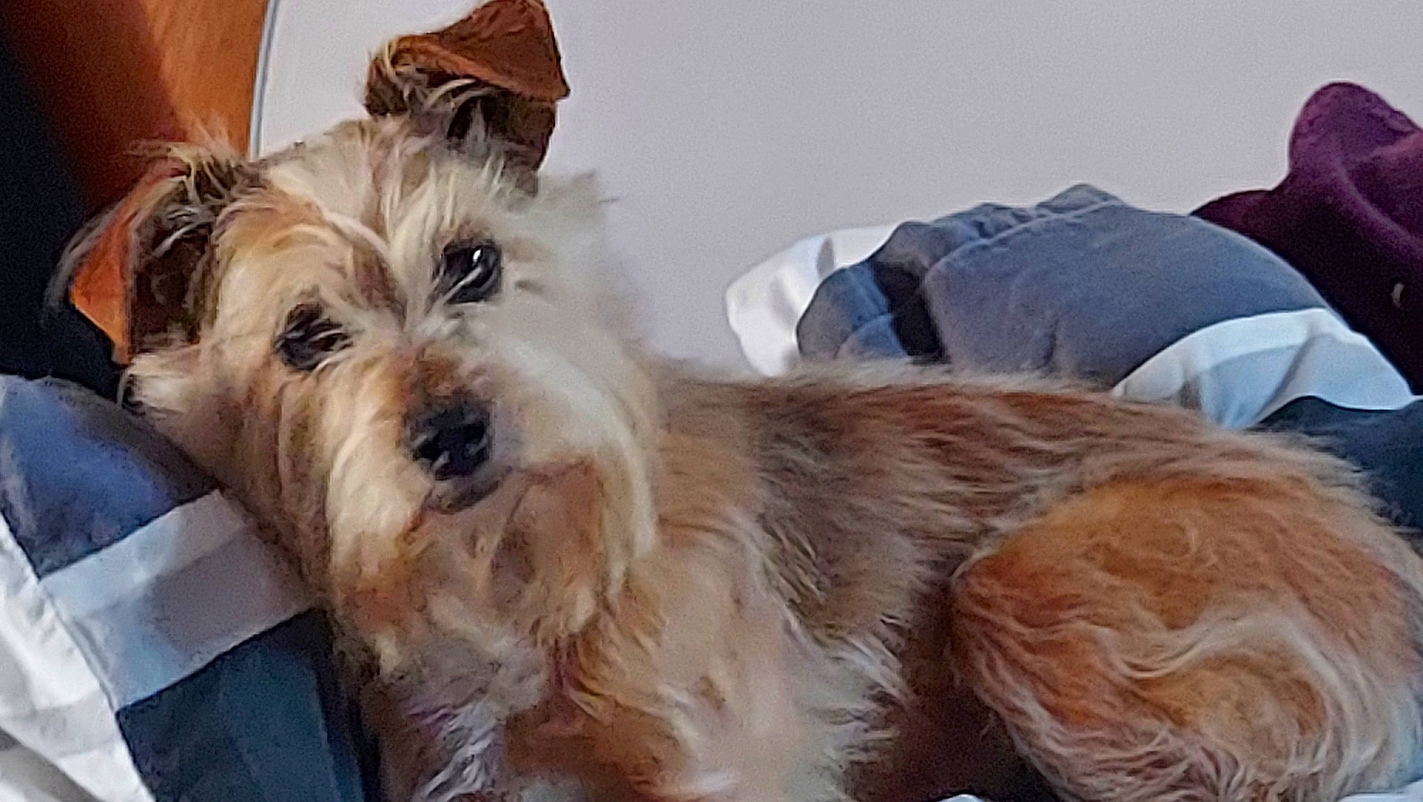 Hanna participe au concours pour gagner de l'argent avec cette photo : biewer_terrier, canidae, carnivore, comfort, companion_dog, dog, dog_breed, fur, liver, maltepoo, non_sporting_group, puppy_love, small_terrier, sporting_group, terrier, toy_dog, working_animal, yorkipoo