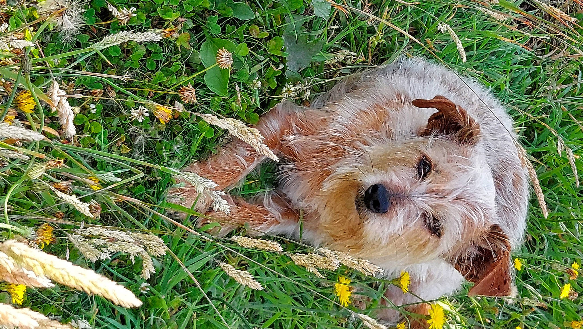 Hanna participe au concours pour gagner de l'argent avec cette photo : biewer_terrier, canidae, carnivore, companion_dog, dog, dog_breed, fawn, flower, fur, grass, groundcover, maltepoo, plant, small_terrier, snout, sporting_group, terrestrial_animal, terrier, toy_dog, whiskers