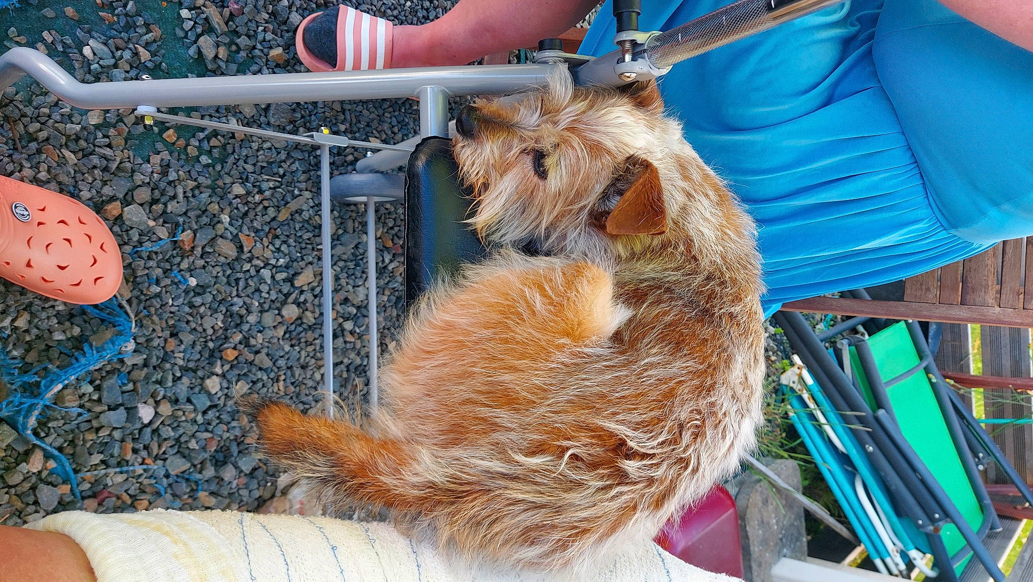 Hanna a rejoint le concours — aidez-le/la à gagner de superbes lots ! animal_shelter, blue, canidae, carnivore, claw, companion_dog, dog_breed, electric_blue, fawn, felidae, fur, puppy, small_terrier, small_to_medium_sized_cats, soil, sporting_group, tail, terrier, whiskers, wildlife