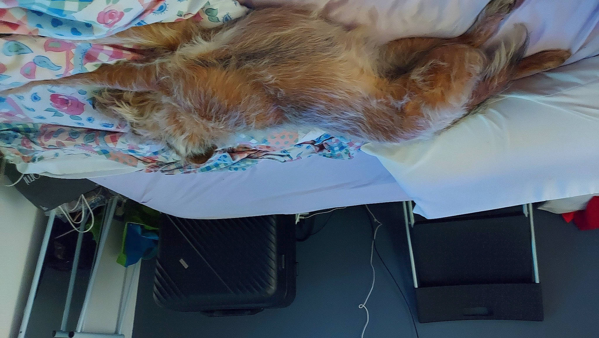 Hanna a rejoint le concours — aidez-le/la à gagner de superbes lots ! canidae, carnivore, claw, comfort, companion_dog, dog_breed, feather, felidae, fur, hood, liver, nap, paw, small_to_medium_sized_cats, sporting_group, tail, whiskers, windshield, wood