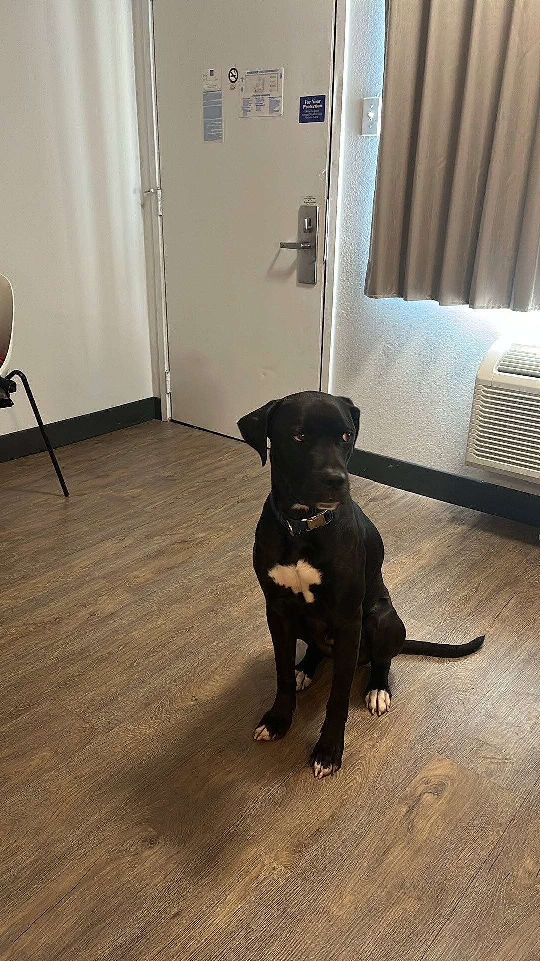 Tank Brown is registered to the contest to win money with this photo: carnivore, chair, companion_dog, dog, dog_breed, door, fawn, floor, flooring, gun_dog, hardwood, laminate_flooring, retriever, snout, sporting_group, tail, window_blind, wood, wood_flooring, working_animal