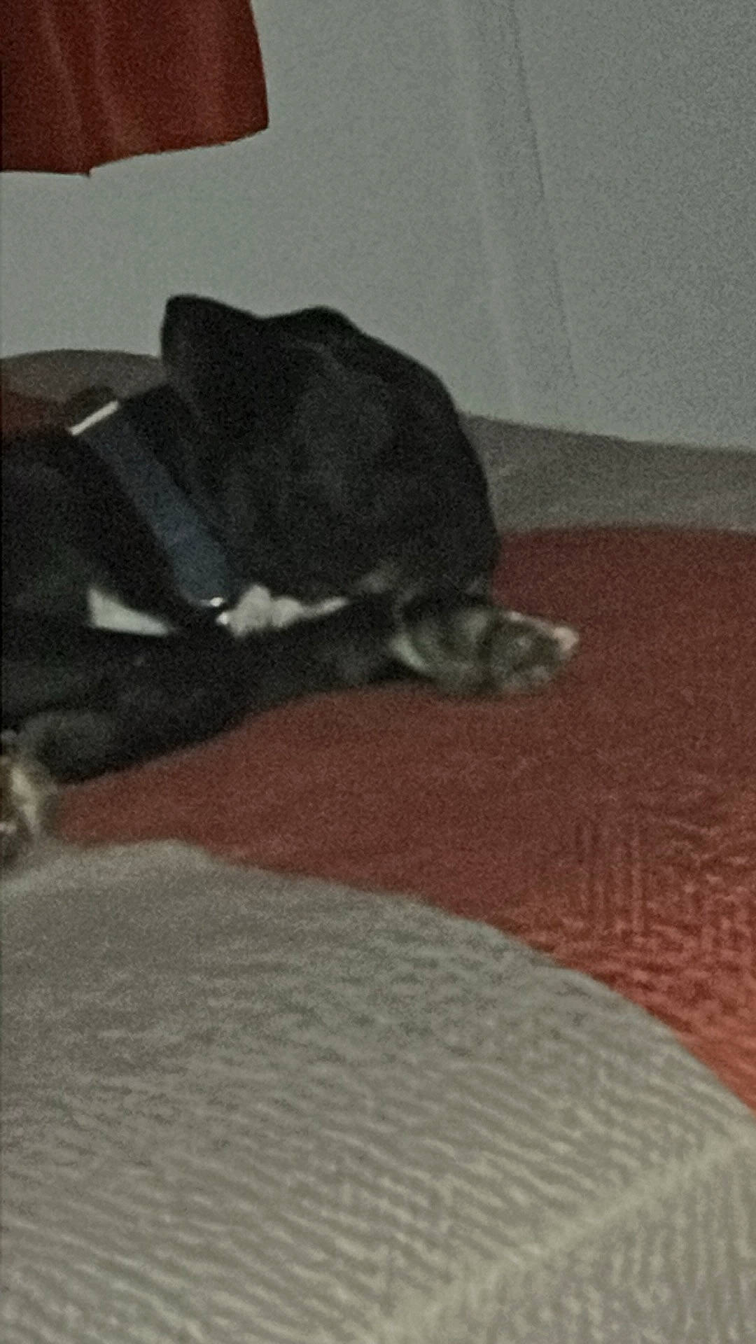 Tank Brown is registered to the contest to win money with this photo: brown, carnivore, cat, comfort, dog_breed, domestic_short_haired_cat, fawn, felidae, floor, flooring, fur, grey, hardwood, human_leg, linens, small_to_medium_sized_cats, tail, tints_and_shades, whiskers, wood