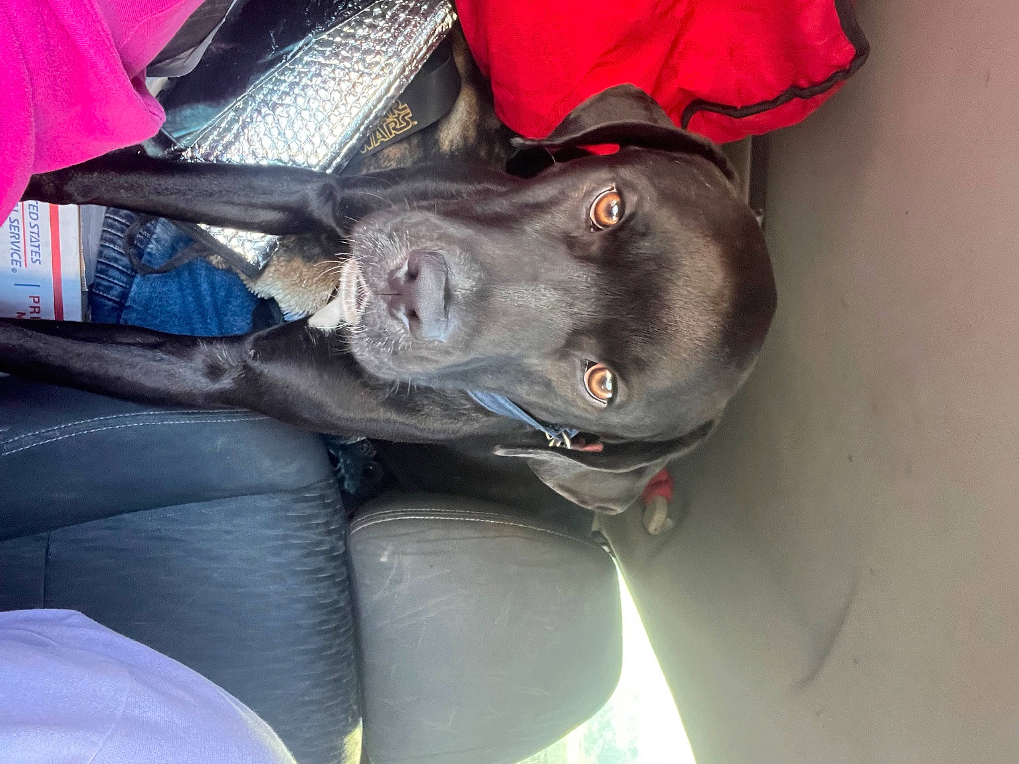 Tank Brown joined the competition — help win amazing prizes! auto_part, automotive_exterior, automotive_wheel_system, bag, bumper, car_seat, carmine, carnivore, collar, comfort, companion_dog, dog, dog_breed, dog_collar, electric_blue, guard_dog, sporting_group, vehicle, vehicle_door, windshield