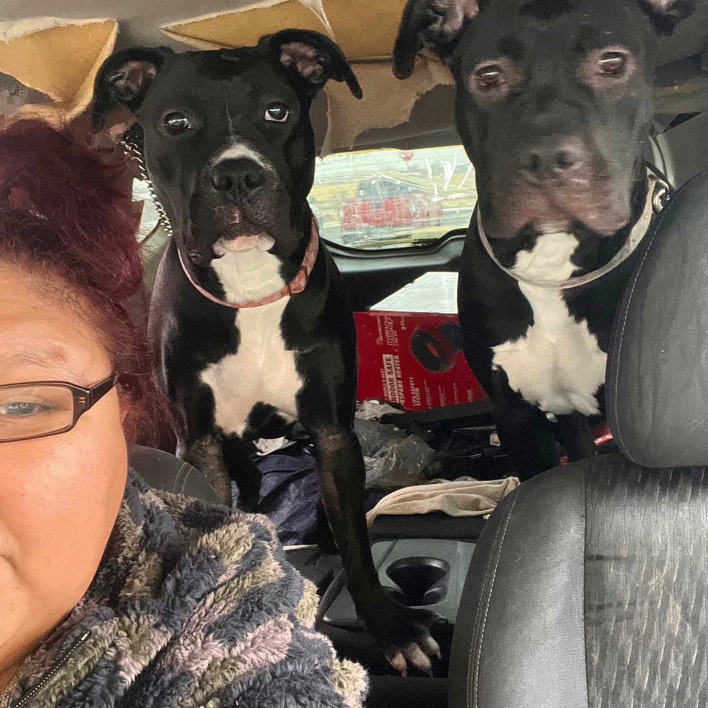 Chula Mija Brown is registered to the contest to win money with this photo: accessories, animal, architecture, box, building, canine, couch, cushion, dog, face, glasses, head, homedecor, outdoors, person, pet, photography, portrait, puppy, shelter