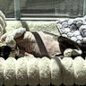 cat, pet, sleeping, relaxed, belly_up, sunlight, indoor, bed, blanket, plush, cozy, nap, resting, black_and_white, whiskers, paws, pink_skin, window, home, cute