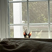 Lennox is registered to the contest to win money with this photo: cat, kitten, pet, animal, face, ears, eyes, peeking, bed, blanket, bedroom, window, indoors, home, cozy, curious, portrait, backlit, furniture, funny