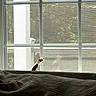 cat, paw, window, bed, blanket, bedroom, indoors, home, cozy, sunlight, blinds, curtains, rumpled_bedding, sneaking, animal, pet, silhouette, backlighting, sleeping_area, photography