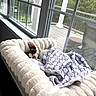 kitten, cat, sleeping, black_and_white, pet, blanket, plush_bed, window, sunlight, cozy, indoors, forest, deck, home, nap, relaxed, cute, feline, soft_fabric, resting