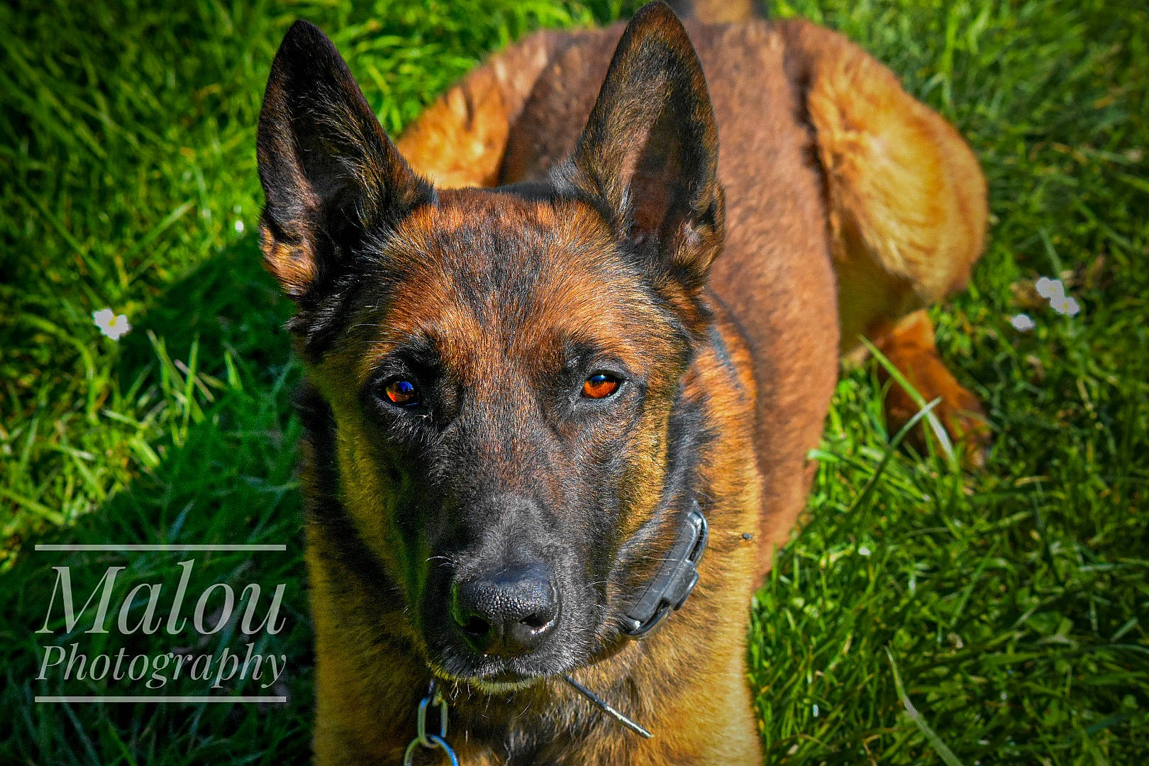 Jet participe au concours pour gagner de l'argent avec cette photo : belgian_shepherd_malinois, canidae, carnivore, dog, dog_breed, east_european_shepherd, fawn, german_shepherd_dog, grass, king_shepherd, kunming_wolfdog, mammal, old_german_shepherd_dog, plant, rare_breed_dog, shiloh_shepherd_dog, snout, vertebrate, wildlife, working_dog