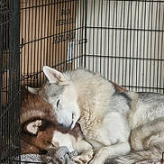 Titus And Shadow is registered to the contest to win money with this photo: dog, husky, sleeping, crate, cage, blanket, fur, pet, animal, cozy, rest, indoors, snuggle, companion, paw, head, relax, cute, comfort, napping