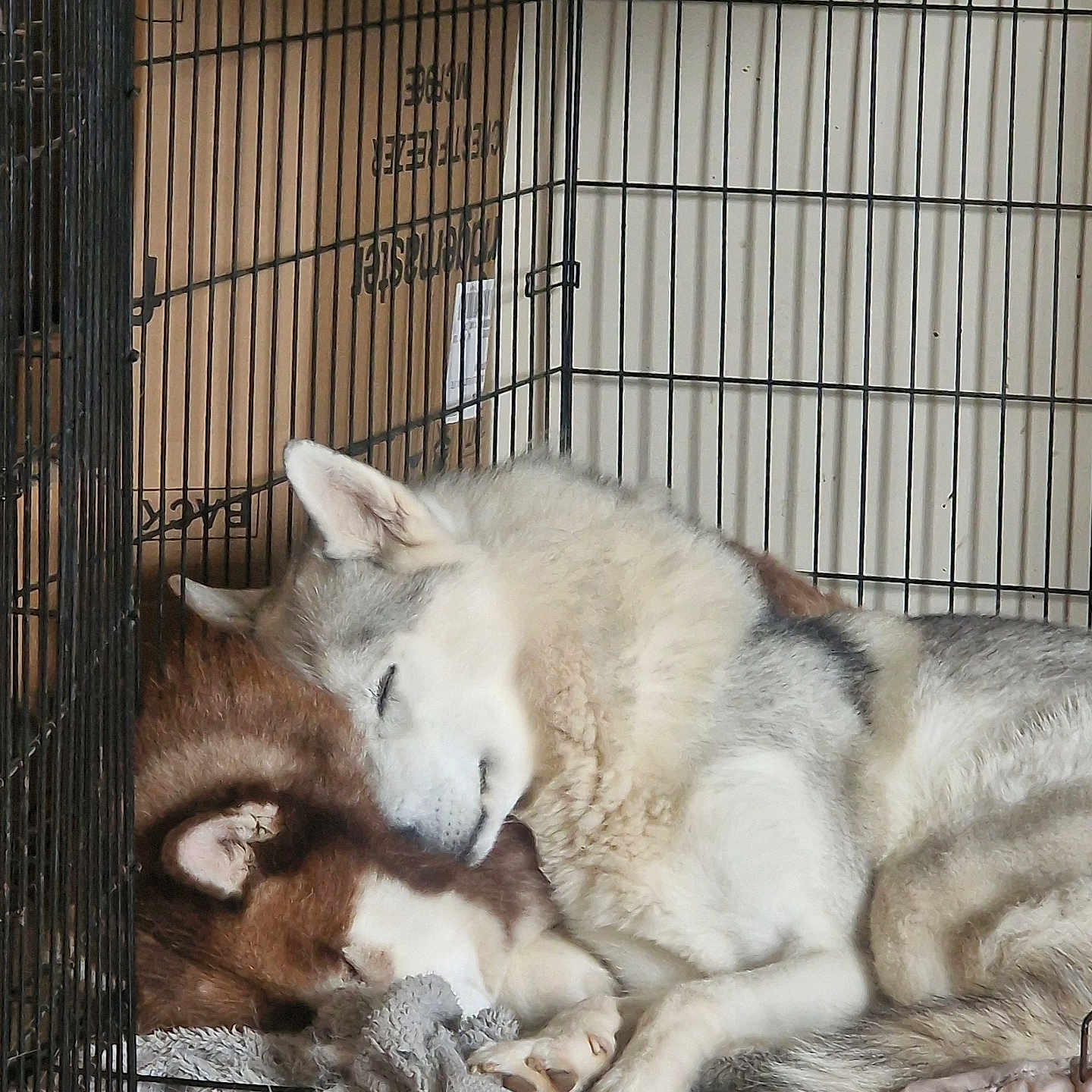 Titus And Shadow is registered to the contest to win money with this photo: animal, blanket, cage, comfort, companion, cozy, crate, cute, dog, fur, head, husky, indoors, napping, paw, pet, relax, rest, sleeping, snuggle
