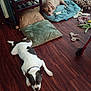 dog, indoor, floor, cushion, toy, relaxed, brown_dog, white_dog, wooden_floor, collar, resting, furniture, plaything, pet, domestic, animal, household, lying_down, two_dogs, quiet