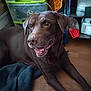 Kiff participe au concours pour gagner de l'argent avec cette photo : dog, labrador, chocolate_labrador, pet, indoor, floor, blanket, happy, tongue_out, canine, animal, companion, brown_fur, looking_away, domestic, resting, household, storage, smiling, ears