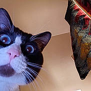 Kiff a rejoint le concours — aidez-le/la à gagner de superbes lots ! animal, black_and_white, cat, close_up, curiosity, curious, ears, fabric, face, fur, home, indoor, looking_down, patterned_cloth, pet, pink_nose, portrait, whiskers, wide_eyes
