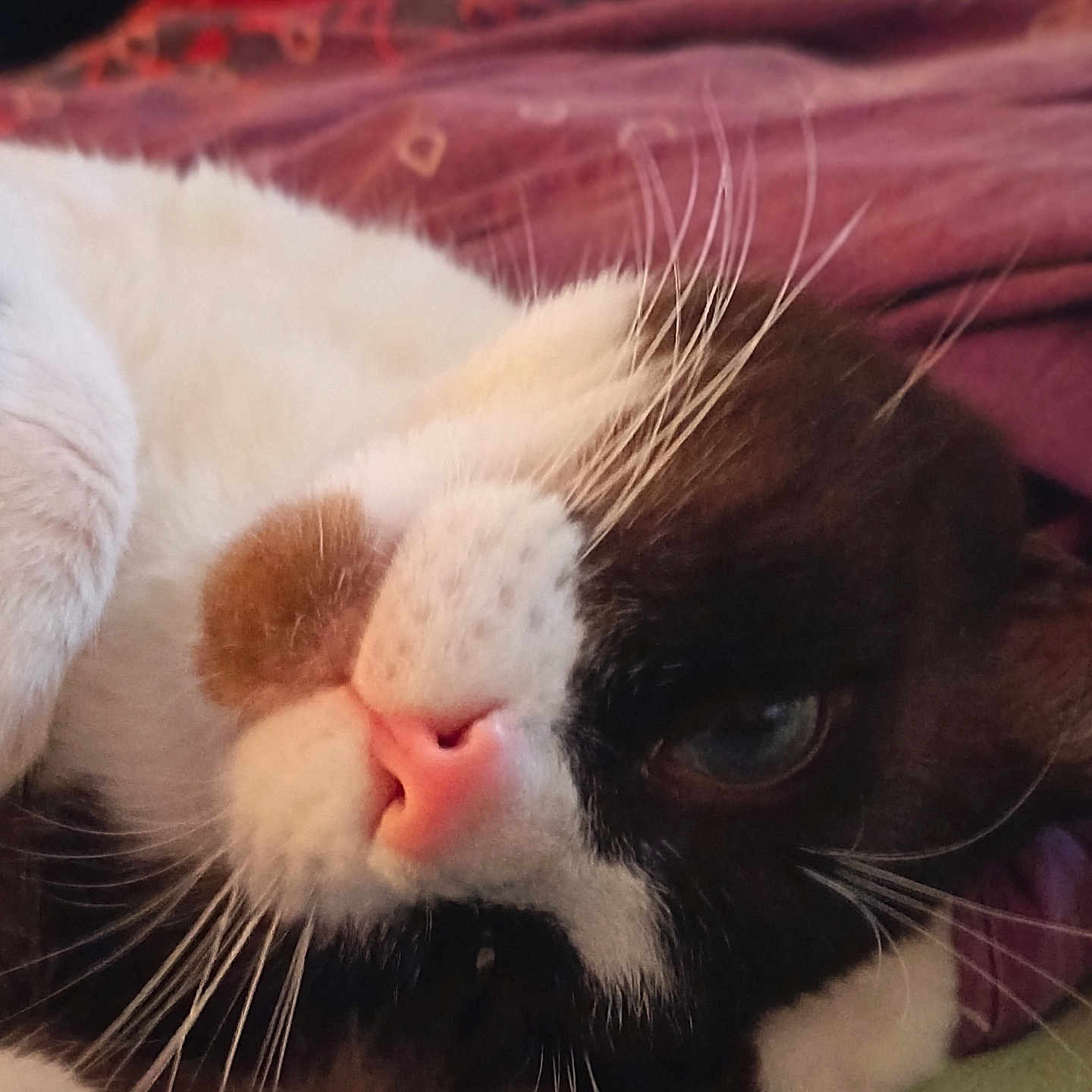 Kiff a rejoint le concours — aidez-le/la à gagner de superbes lots ! animal, blanket, cat, close_up, cozy, cute, domestic_animal, feline, fur, indoor, lying_down, mammal, pet, pink_nose, purple, relaxed, resting, sleepy, soft_lighting, whiskers