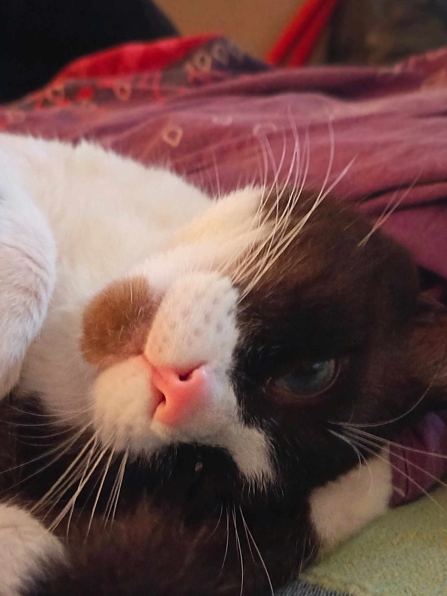 Kiff a rejoint le concours — aidez-le/la à gagner de superbes lots ! cat, close_up, whiskers, pink_nose, relaxed, lying_down, feline, fur, pet, animal, cozy, blanket, purple, soft_lighting, indoor, resting, cute, mammal, domestic_animal, sleepy