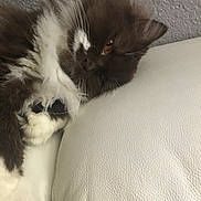 Nuts a rejoint le concours — aidez-le/la à gagner de superbes lots ! cat, fluffy, brown, white, pet, animal, relaxed, couch, leather, indoor, sleepy, closeup, feline, whiskers, paw, soft, texture, resting, cozy, fur