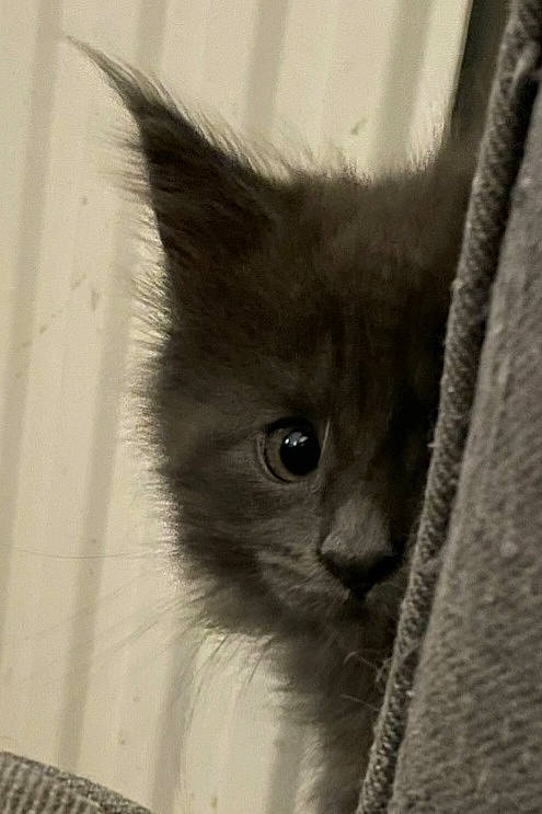 Triskell a rejoint le concours — aidez-le/la à gagner de superbes lots ! box, carnivore, cat, comfort, domestic_short_haired_cat, ear, felidae, fur, grey, iris, monochrome, monochrome_photography, small_to_medium_sized_cats, snout, terrestrial_animal, whiskers, window