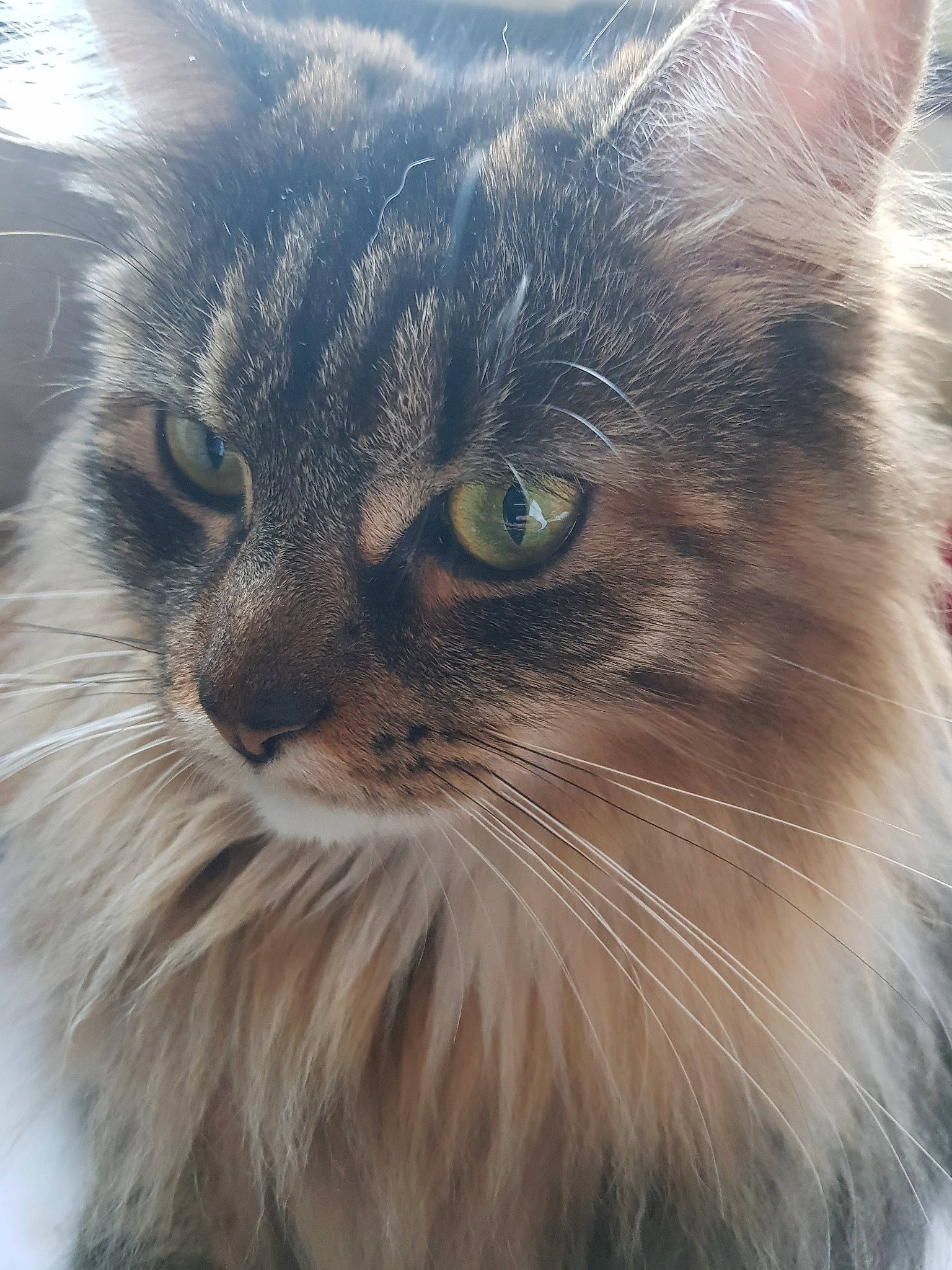 Nevada participe au concours pour gagner de l'argent avec cette photo : american_curl, asian_semi_longhair, british_longhair, british_semi_longhair, carnivore, cat, domestic_long_haired_cat, eye, felidae, fur, iris, mammal, norwegian_forest_cat, ragamuffin, siberian, small_to_medium_sized_cats, snout, somali, vertebrate, whiskers