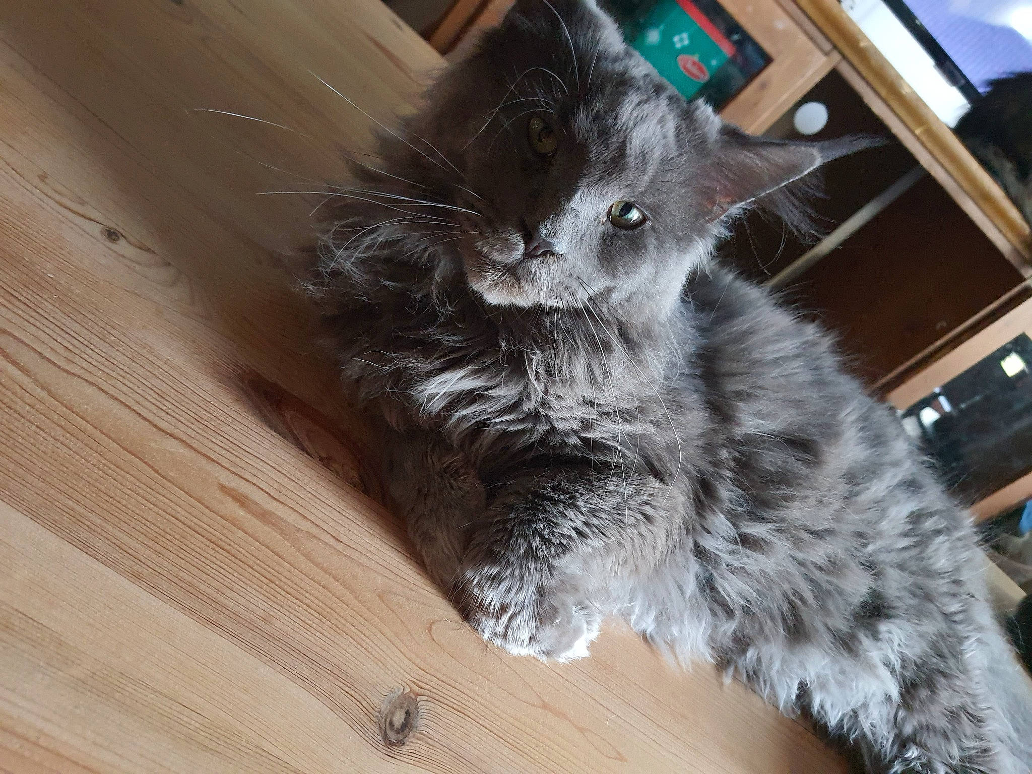 Rhapsody De La Hillane participe au concours pour gagner de l'argent avec cette photo : black_cat, british_longhair, carnivore, cat, claw, domestic_short_haired_cat, felidae, flooring, fur, grey, hardwood, paw, plank, small_to_medium_sized_cats, snout, tail, varnish, whiskers, wood, wood_stain