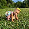 toddler, child, grass, field, outdoor, greenery, clover, yellow_bows, colorful_dress, crawling, nature, sky, clouds, summer, portrait, cute, curious, young_child, daylight, playful