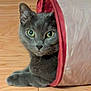 cat, gray_cat, pet, animal, indoor, floor, wooden_floor, fabric_tunnel, cozy, curious, resting, feline, cute, playful, ears, whiskers, eyes, domestic_animal, lying_down, looking