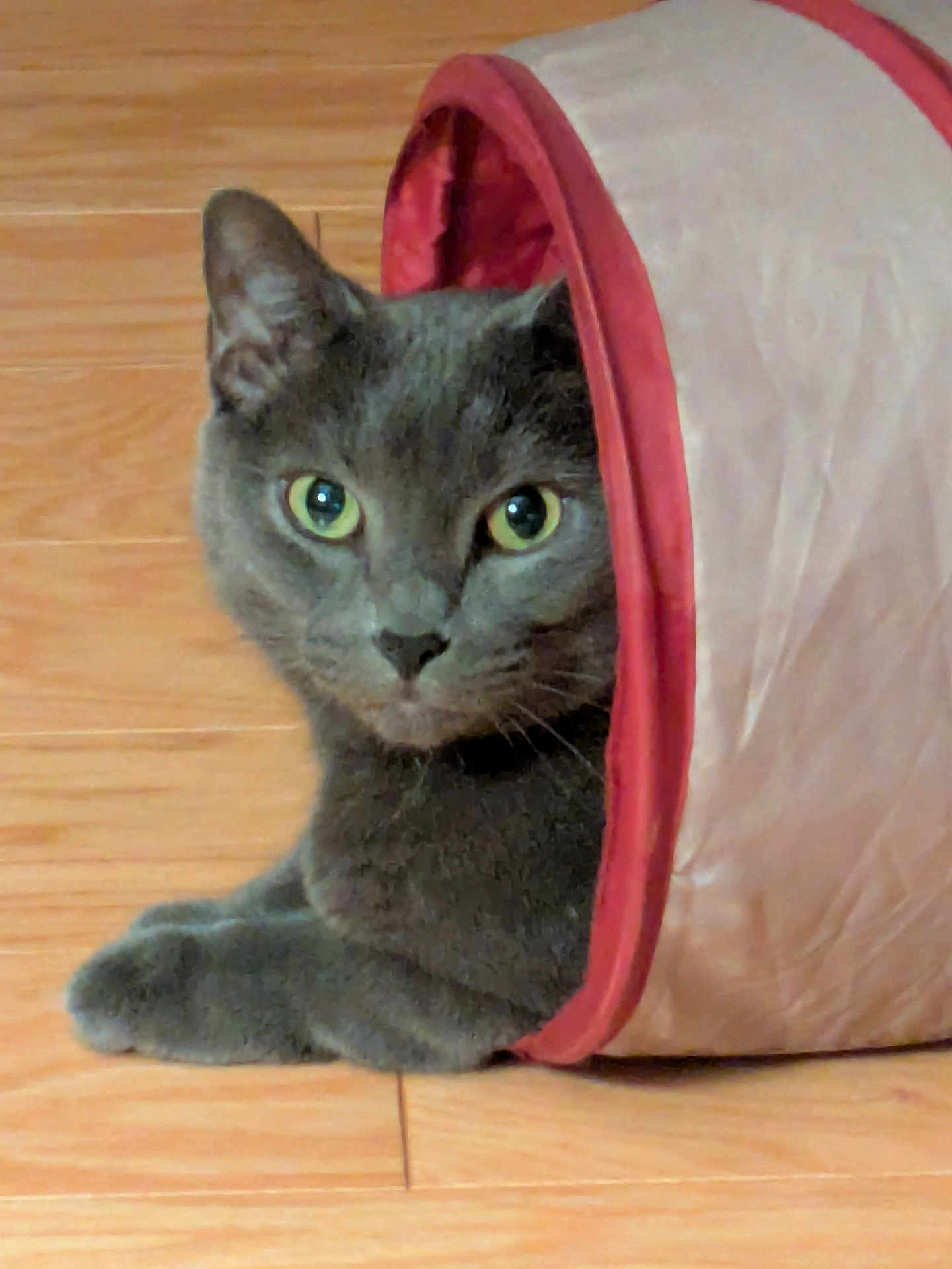 Sammy is registered to the contest to win money with this photo: cat, gray_cat, pet, animal, indoor, floor, wooden_floor, fabric_tunnel, cozy, curious, resting, feline, cute, playful, ears, whiskers, eyes, domestic_animal, lying_down, looking