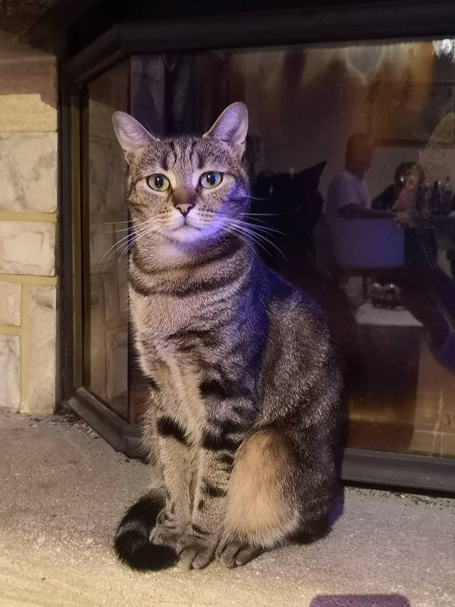 Neo participe au concours pour gagner de l'argent avec cette photo : aegean_cat, american_shorthair, asian, california_spangled, carnivore, cat, domestic_short_haired_cat, dragon_li, egyptian_mau, european_shorthair, eye, felidae, kitten, mammal, ocicat, small_to_medium_sized_cats, snout, tabby_cat, vertebrate, whiskers