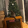 Sasha is registered to the contest to win money with this photo: cat, electric_fireplace, artificial_christmas_tree, living_room, wooden_furniture, curtains, sofa, flooring, indoor, pet, holiday, home_decor, cozy, brown, gray_cat, window, curtain_rod, plugged_in, cord, wall