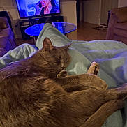 Sasha joined the competition — help win amazing prizes! cat, sleeping, blanket, living_room, television, furniture, couch, wood_floor, door, table, indoor, relaxing, pet, cozy, brown_cat, home, comfort, resting, animal, domestic