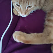 Deanna Stone is registered to the contest to win money with this photo: animal, blurred, cat, closeup, cute, domestic_cat, fabric, feline, fur, indoor, mammal, orange_tabby, paw, pet, purple, relaxed, resting, sleepy, soft, whiskers