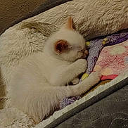 Cloud joined the competition — help win amazing prizes! kitten, cat, sleeping, bed, blanket, cozy, fur, pet, animal, cute, resting, soft, indoor, domestic, feline, comfort, young, sleep, white, paws