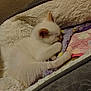 kitten, cat, sleeping, bed, blanket, cozy, fur, pet, animal, cute, resting, soft, indoor, domestic, feline, comfort, young, sleep, white, paws