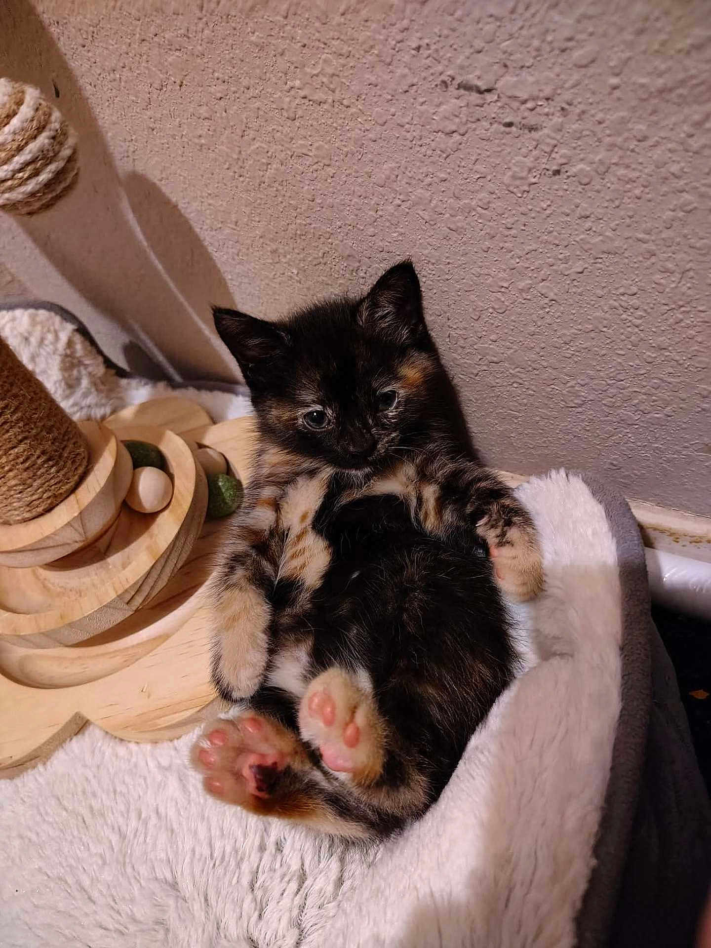 Mocha