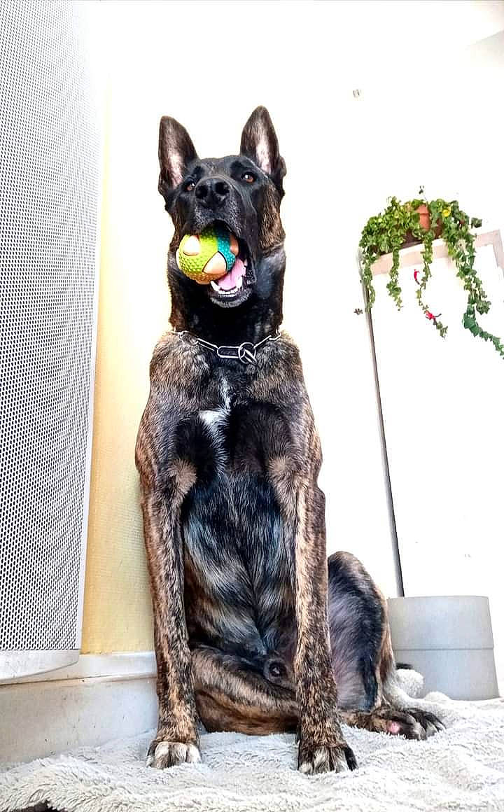 P'Az participe au concours pour gagner de l'argent avec cette photo : canidae, carnivore, collar, companion_dog, dog, dog_breed, dog_collar, fawn, felidae, fur, grey, guard_dog, leash, small_to_medium_sized_cats, snout, sporting_group, tail, whiskers, working_animal, working_dog