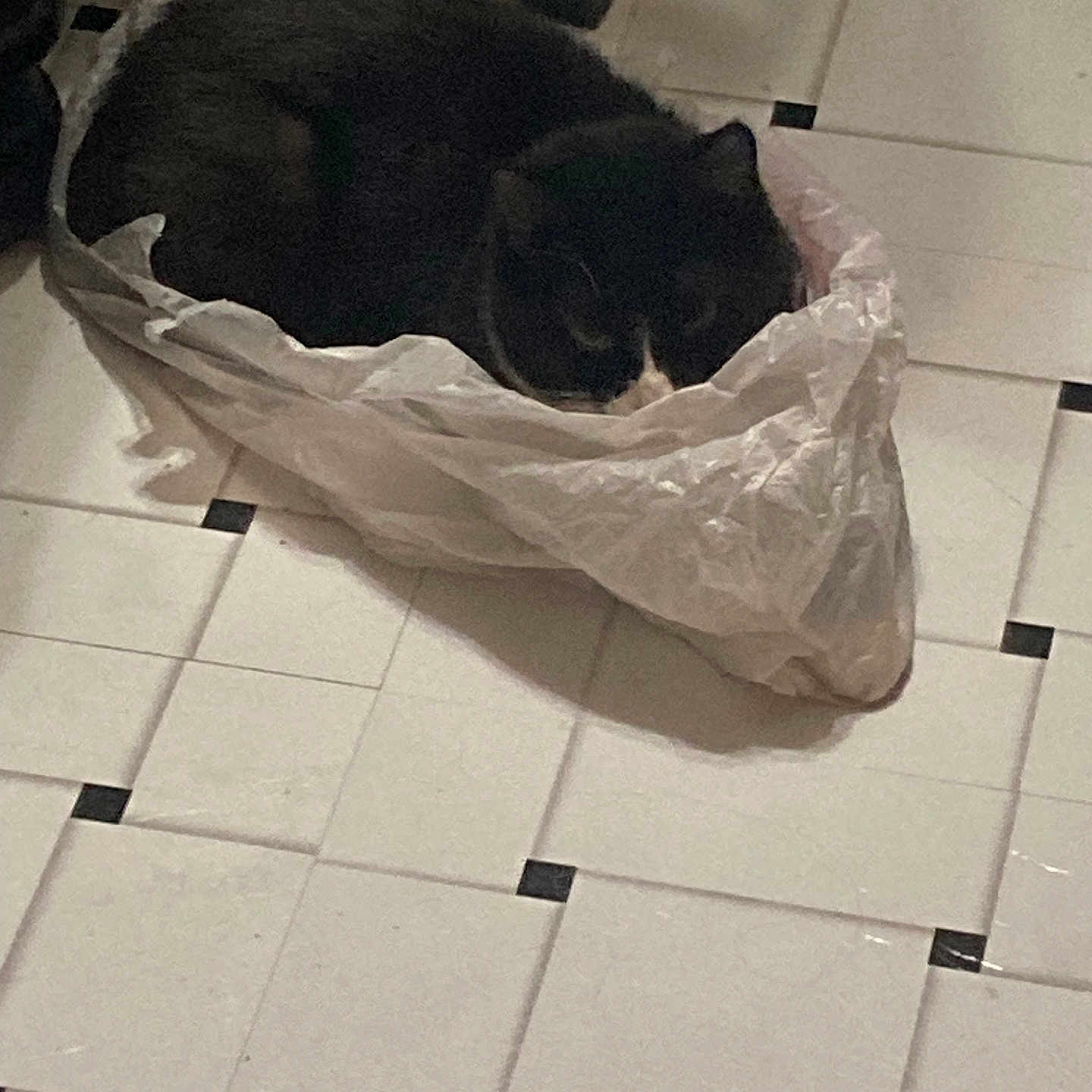 Akuta is registered to the contest to win money with this photo: animal, black_and_white, black_cat, cat, companion, crumpled_bag, curious, cute, domestic, ears, floor, fur, indoor, pet, plastic_bag, quiet, resting, snug, tile_floor, whiskers