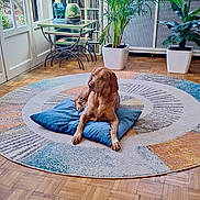 Mila a rejoint le concours — aidez-le/la à gagner de superbes lots ! dog, brown_dog, cushion, round_rug, living_room, wooden_floor, plants, potted_plants, table, lamp, window, decor, indoor, relaxed, pet, furniture, calm, cozy, bright, home