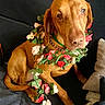 Mila participe au concours pour gagner de l'argent avec cette photo : dog, brown_dog, flower_garland, pet, indoor, couch, seated, looking_up, fur, ears, nosedog, collar, chain_collar, greenery, pink_flowers, red_flowers, leafy_garland, animal, companion, domestic_animal
