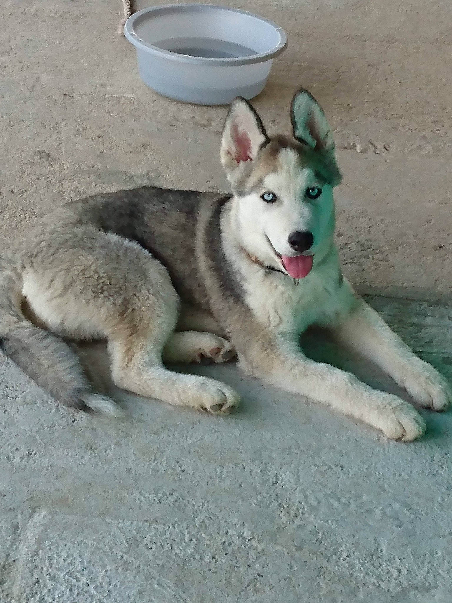 Narco participe au concours pour gagner de l'argent avec cette photo : ancient_dog_breeds, canis, carnivore, companion_dog, dog, dog_breed, foot, non_sporting_group, paw, siberian_husky, sled_dog, snout, sporting_group, street_dog, tail, terrestrial_animal, working_dog