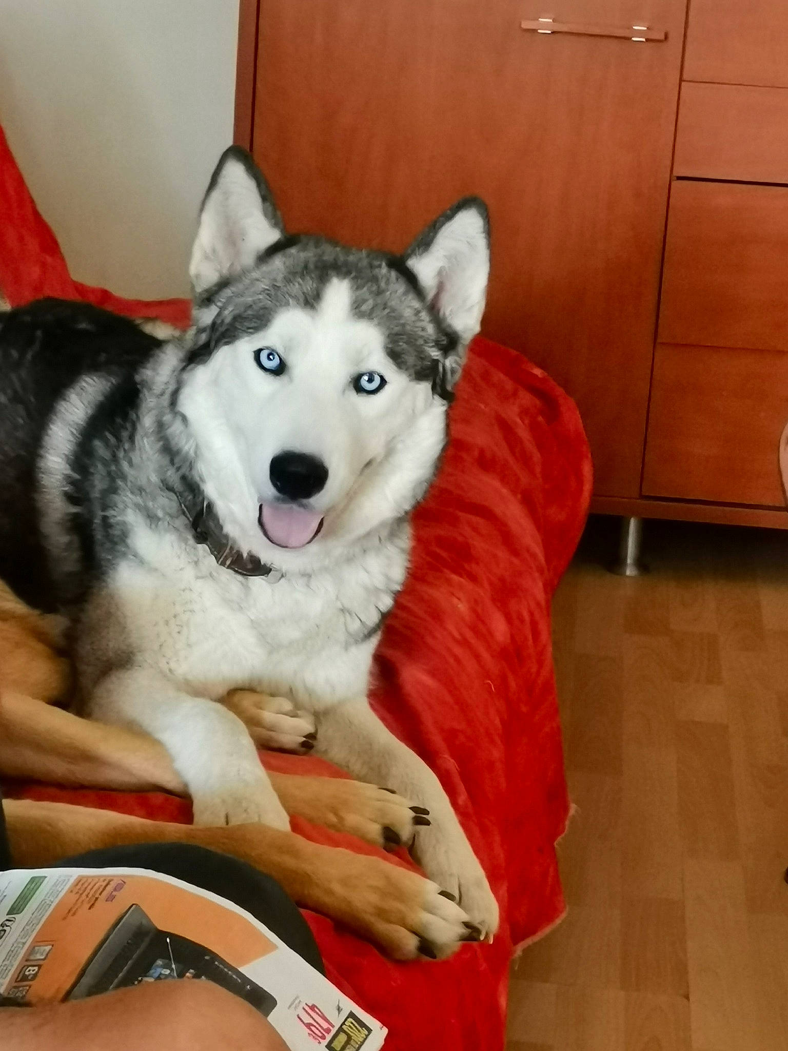 Narco participe au concours pour gagner de l'argent avec cette photo : cabinetry, canidae, carnivore, comfort, companion_dog, couch, dog, dog_breed, flooring, fur, hardwood, room, siberian_husky, sled_dog, snout, table, terrestrial_animal, wood, working_animal, working_dog