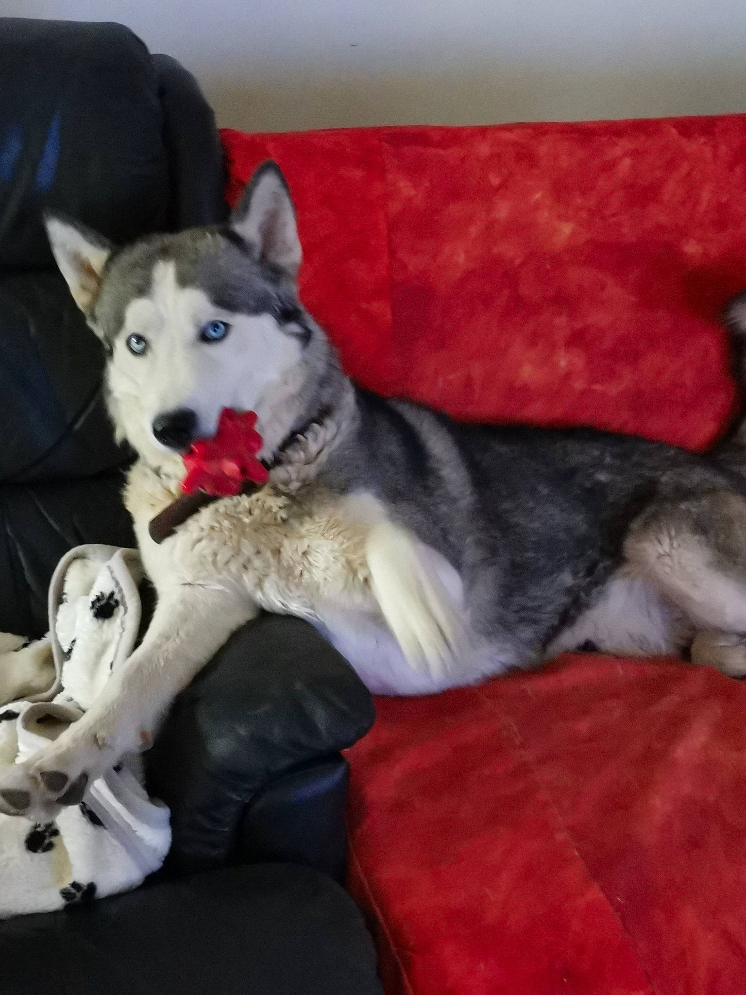 Narco a rejoint le concours — aidez-le/la à gagner de superbes lots ! carnivore, comfort, companion_dog, couch, dog, dog_breed, dog_supply, flooring, foot, fur, grey, paw, siberian_husky, sled_dog, snout, tail, working_animal, working_dog