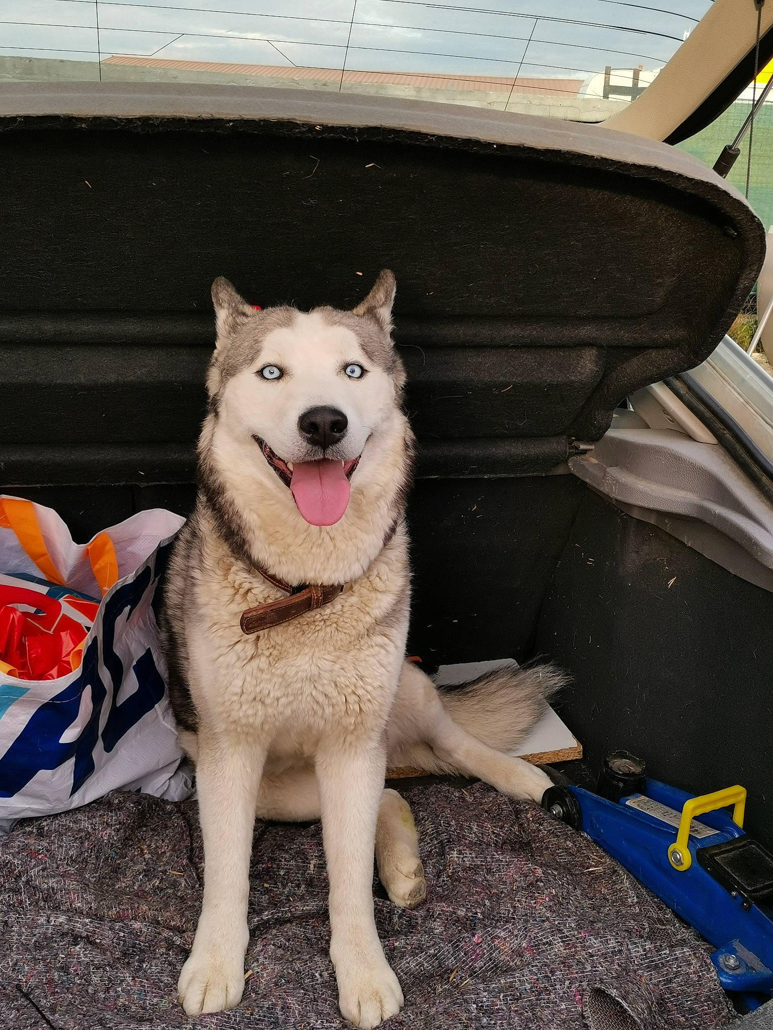 Narco a rejoint le concours — aidez-le/la à gagner de superbes lots ! automotive_exterior, canidae, carnivore, collar, companion_dog, dog, dog_breed, dog_collar, dog_supply, fashion_accessory, fawn, fur, herding_dog, recreation, siberian_husky, sled_dog, snout, sporting_group, tail, vehicle