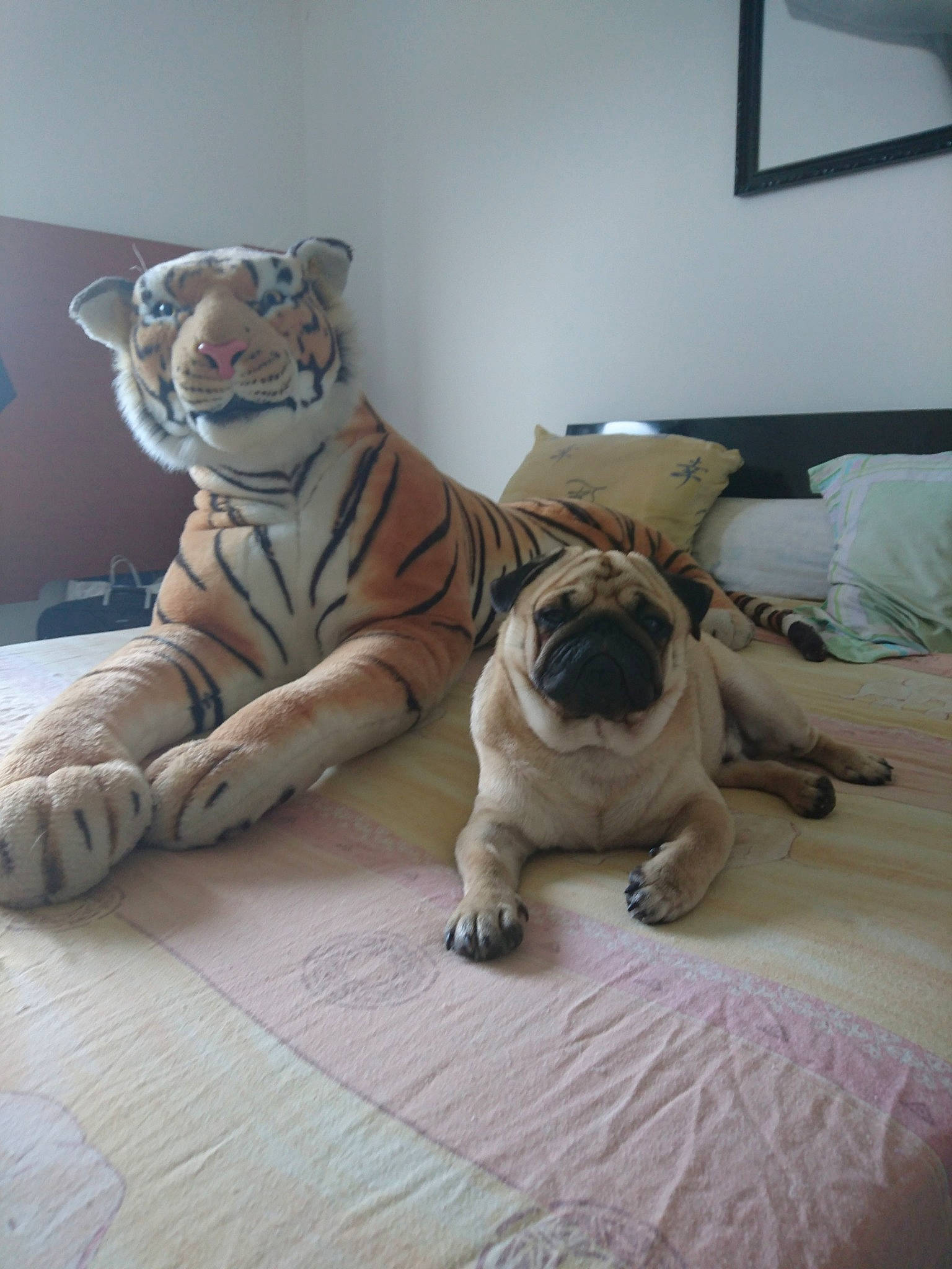 Francky a rejoint le concours — aidez-le/la à gagner de superbes lots ! bengal_tiger, big_cats, carnivore, comfort, fawn, felidae, floor, flooring, fur, grey, picture_frame, siberian_tiger, small_to_medium_sized_cats, snout, tail, terrestrial_animal, tiger, toy, whiskers, wood