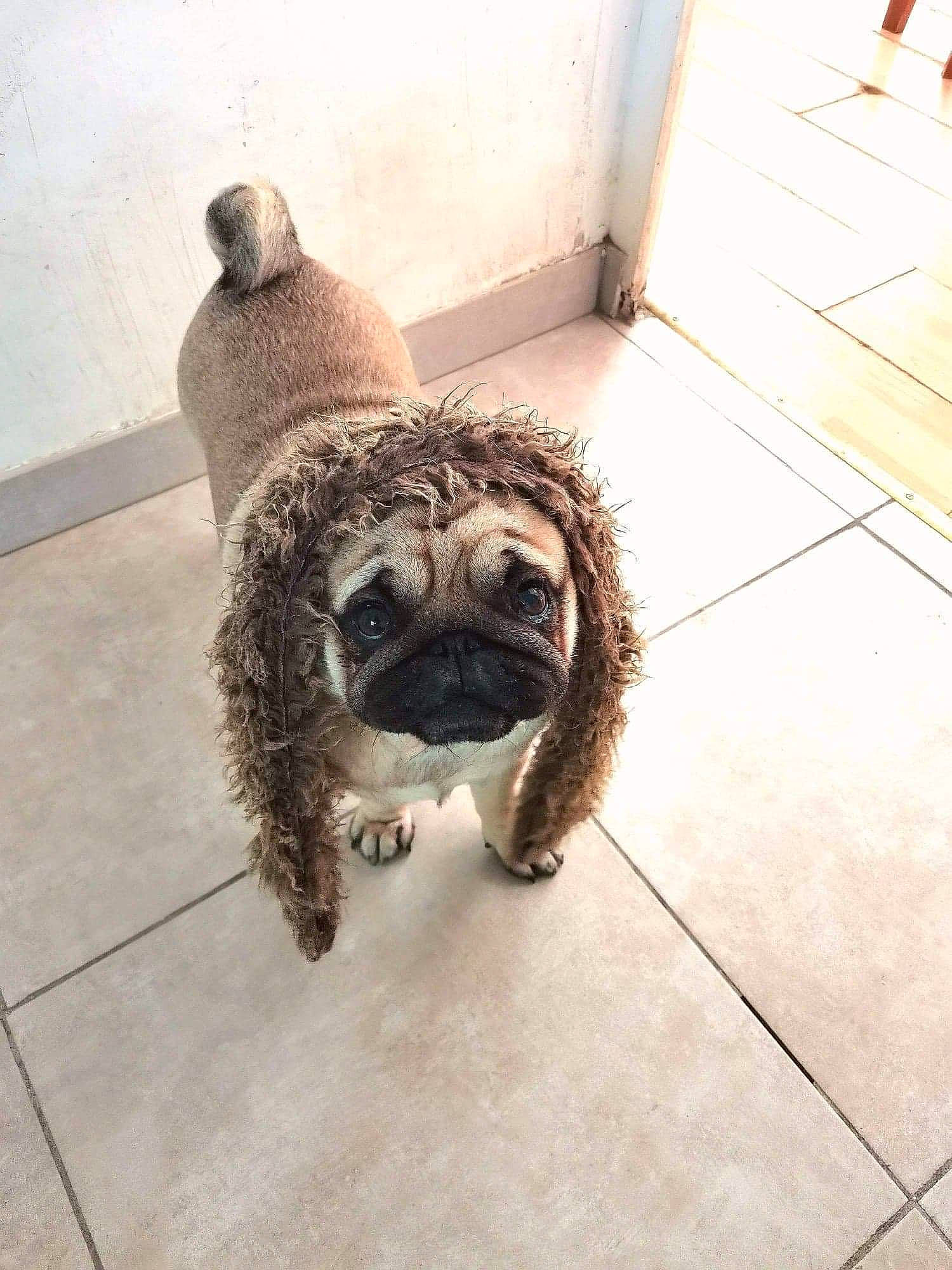 Francky a rejoint le concours — aidez-le/la à gagner de superbes lots ! carnivore, collar, companion_dog, dog, dog_breed, fawn, felidae, floor, flooring, hardwood, leash, pet_supply, selfie, snout, tail, terrier, toy_dog, water_dog, wood, working_animal