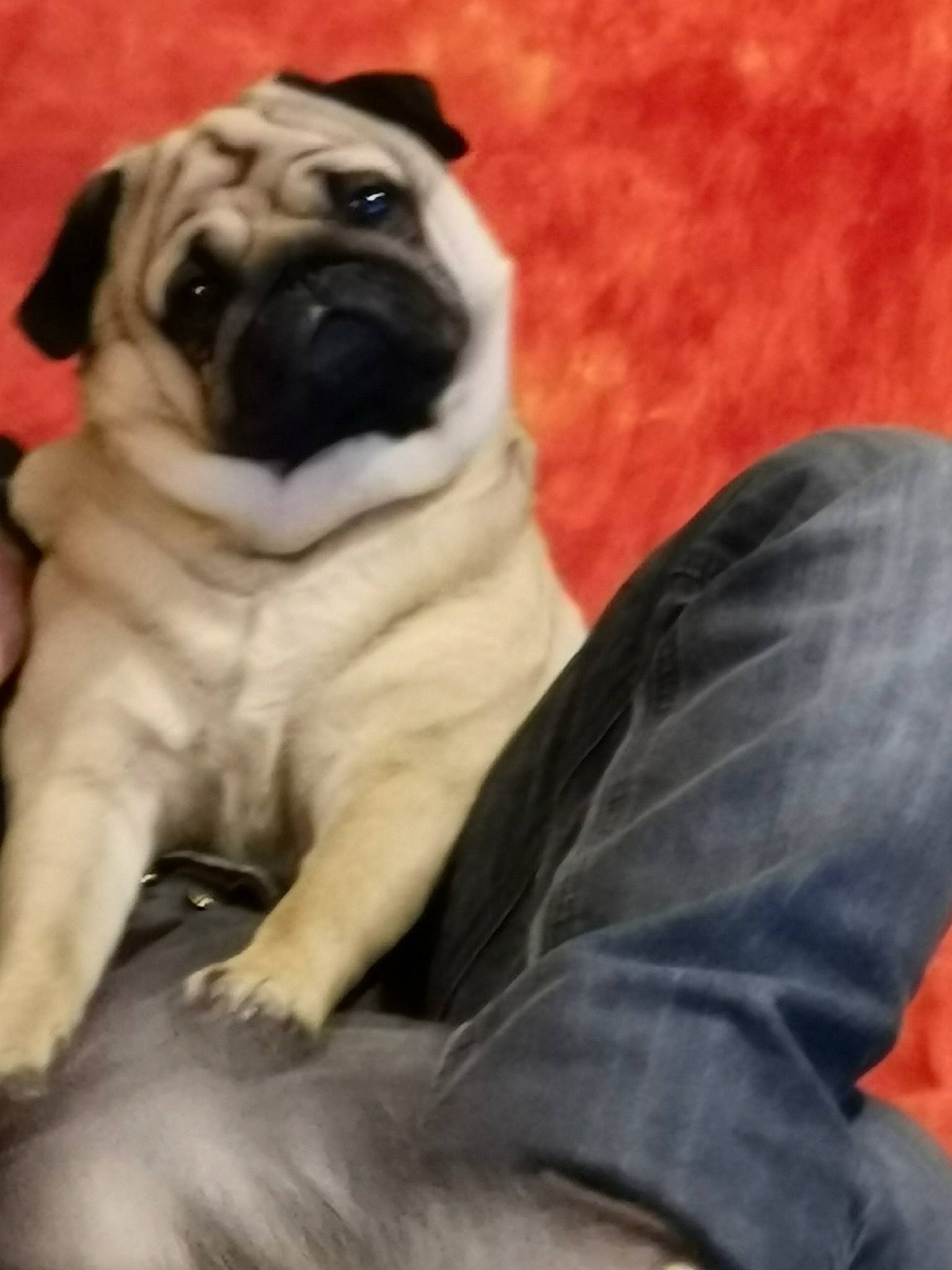 Francky participe au concours pour gagner de l'argent avec cette photo : ancient_dog_breeds, canidae, carnivore, comfort, companion_dog, dog, dog_breed, fawn, fur, non_sporting_group, plant, pug, puppy, sitting, snout, sporting_group, toy_dog, whiskers, wrinkle